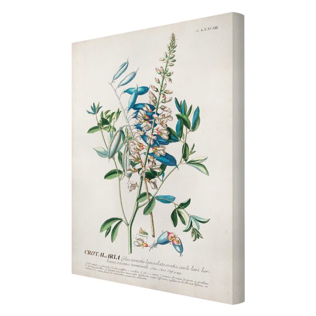 Stampe su tela Illustrazione botanica vintage Legumi