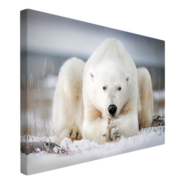 Quadro su tela animali Orso polare contemplativo