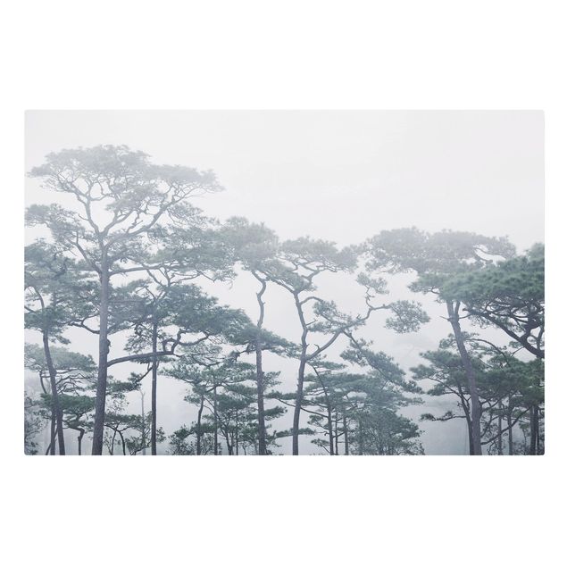 Quadri sulla natura Cime degli alberi nella nebbia