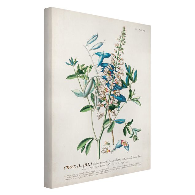 Quadri blu Illustrazione botanica vintage Legumi