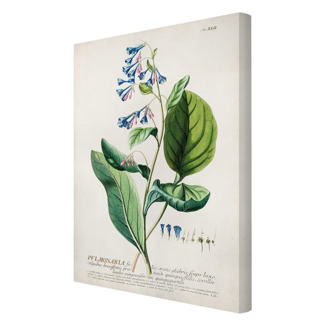 Stampa su tela Illustrazione botanica vintage Pulmonaria