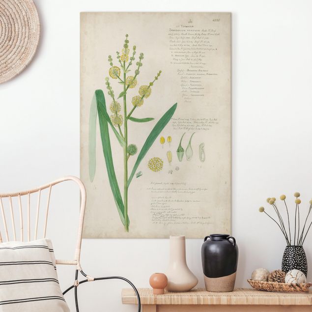 Quadri su tela con erbe  Disegno botanico vintage Erbe IV