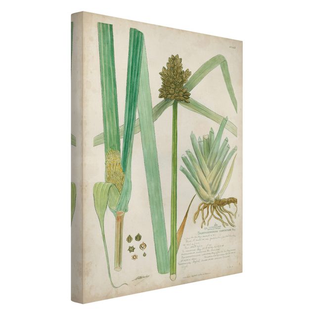 Quadri floreali Disegno botanico vintage Erbe III