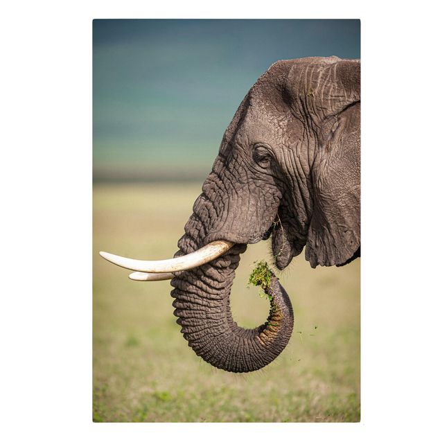 Quadri moderni   Nutrire gli elefanti in Africa
