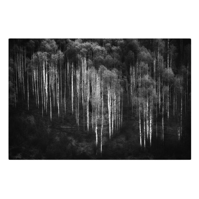 Quadri in bianco e nero Foresta di betulle in Aspen