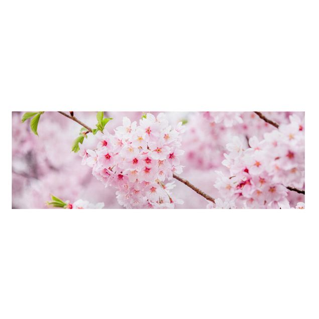 Quadri città Japanische Kirschblüten