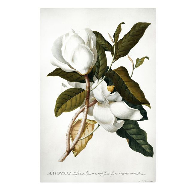 Riproduzioni quadri famosi Georg Dionysius Ehret - Magnolia