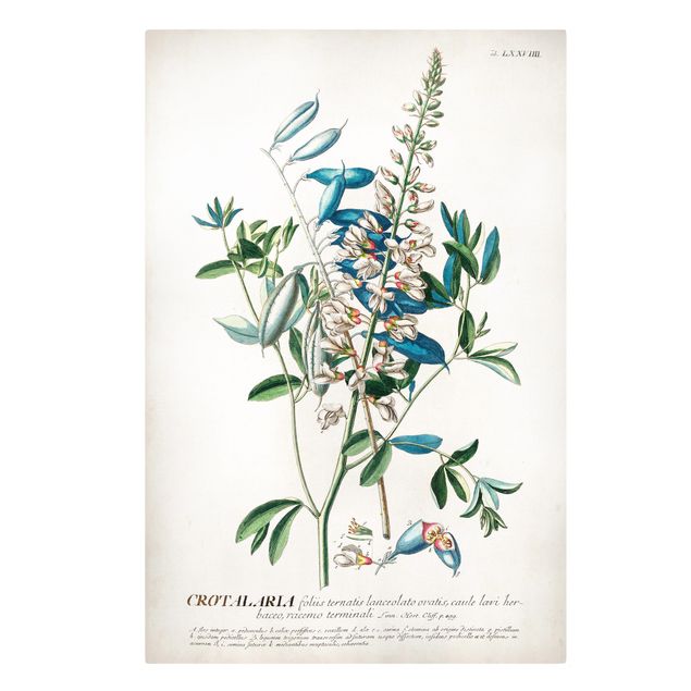 Stampe Illustrazione botanica vintage Legumi