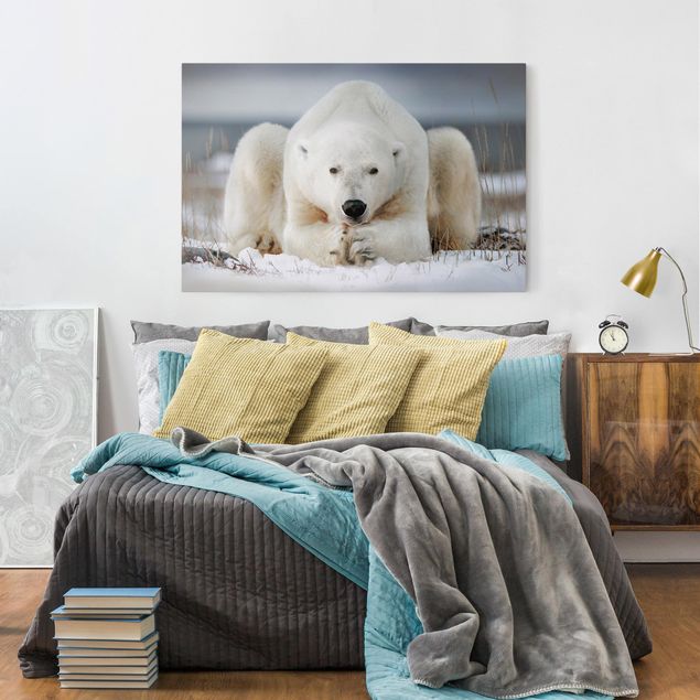 Quadri con animali Orso polare contemplativo
