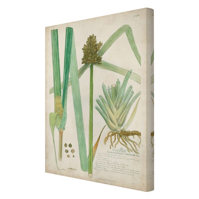 Stampe Disegno botanico vintage Erbe III
