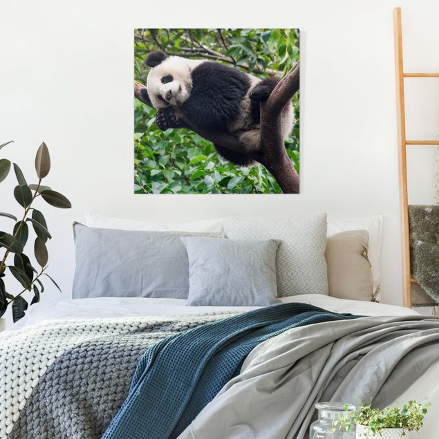 Quadri su tela con foresta Panda addormentato sul ramo di un albero