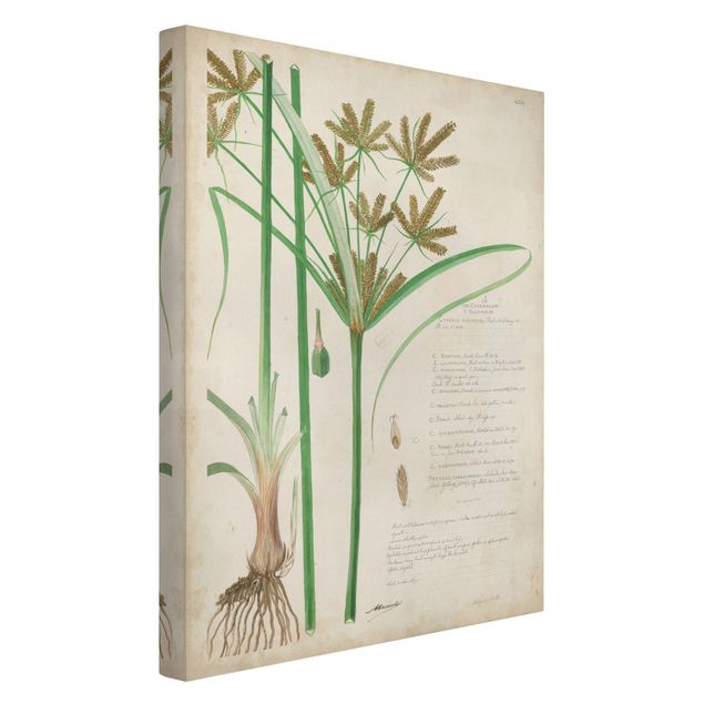 Quadri floreali Disegno botanico vintage Erbe I