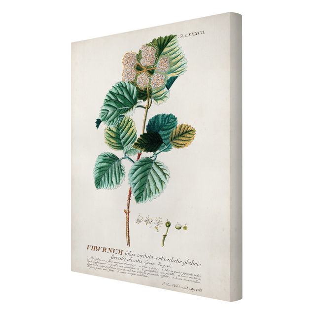 Stampa su tela Illustrazione botanica vintage Palla di neve