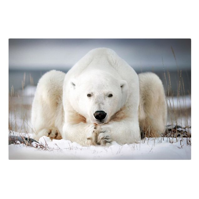 Quadri Orso polare contemplativo