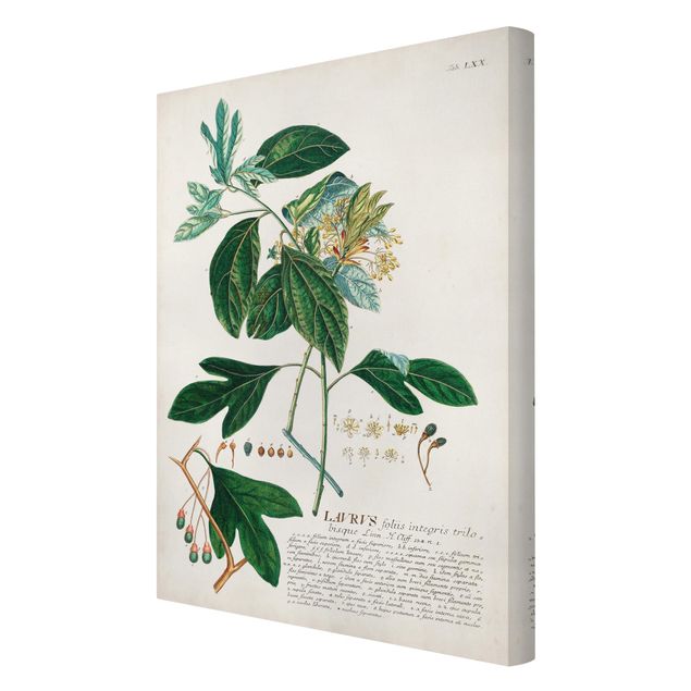 Stampe su tela Illustrazione botanica vintage Alloro
