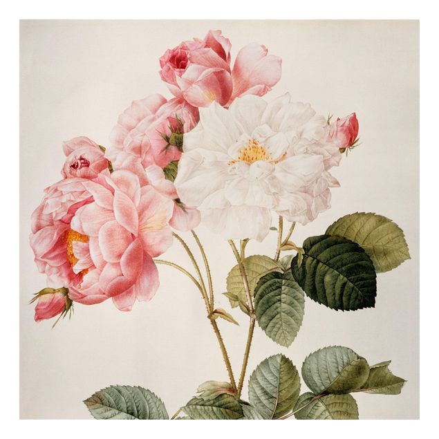 Quadri con fiori Pierre Joseph Redoute - Rosa damascena