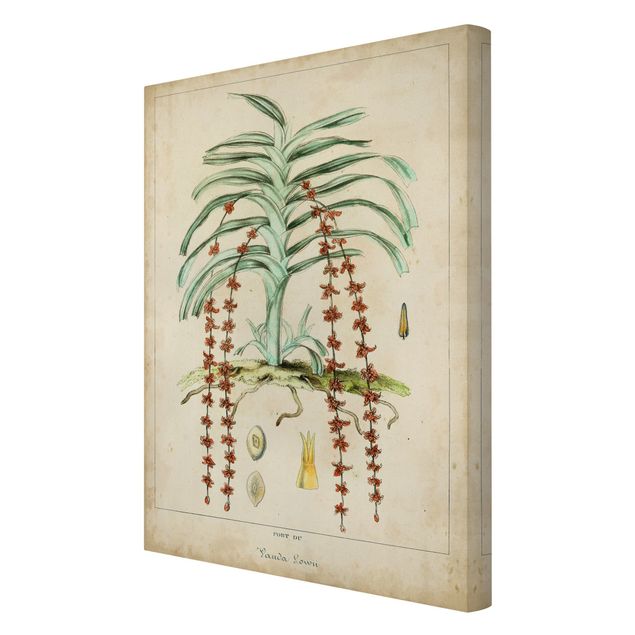 Stampa su tela - Consiglio Vintage Exotic Palms IV - Verticale 3:2