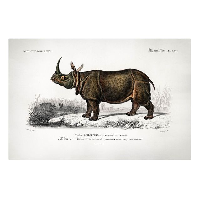 Quadro natura Bacheca Vintage Rinoceronte