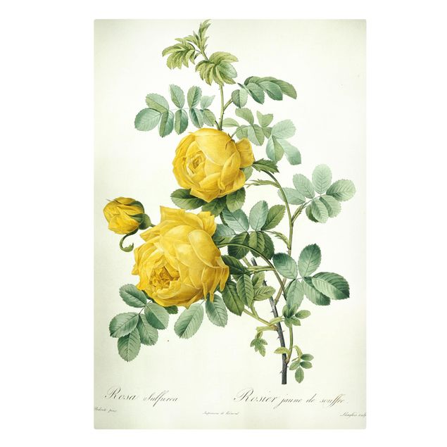 Quadri con fiori Pierre Joseph Redoute - Rosa Sulfurea