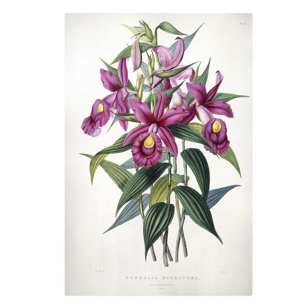 Quadri con fiori Maxim Gauci - Orchidea I
