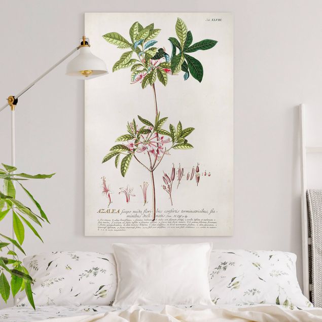 Quadri fiori Illustrazione botanica vintage Azalea