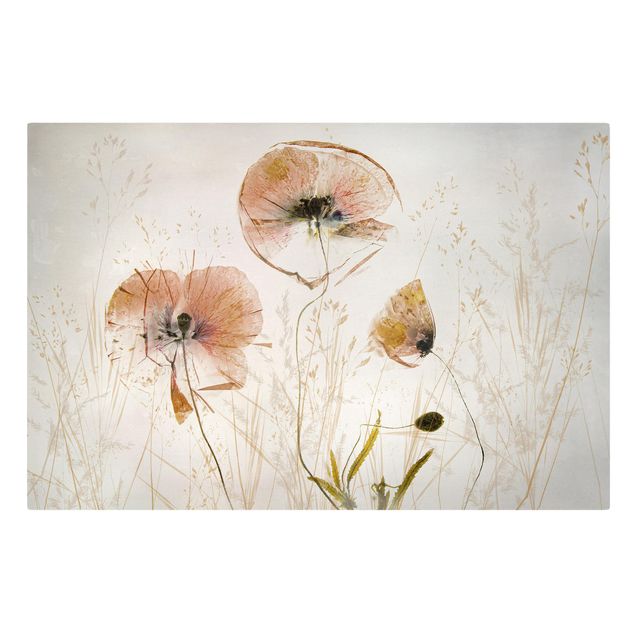 Quadri fiori Fiori di papavero secchi con erbe delicate