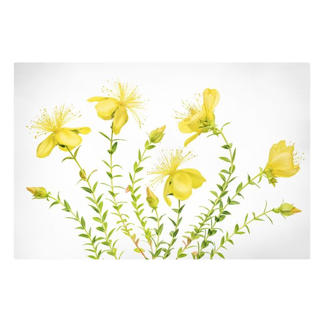 Quadri gialli Erba di San Giovanni in piena fioritura