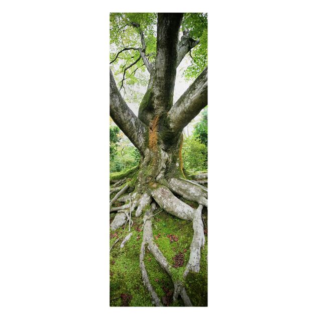 Quadri natura Vecchio albero
