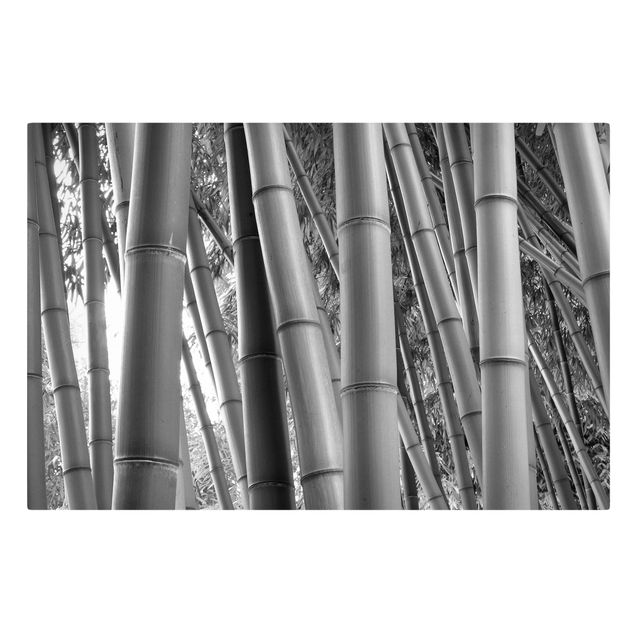 Quadro bamboo Bamboo