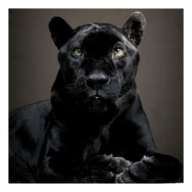 Quadri su tela animali Puma nero