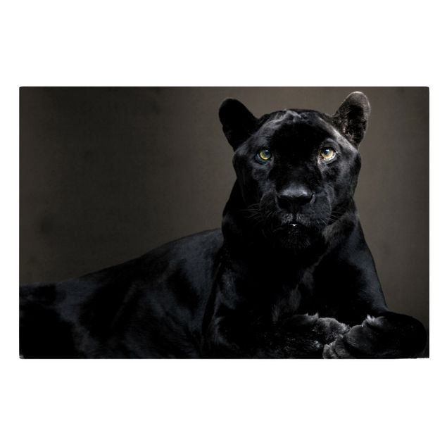 Stampe su tela animali Puma nero