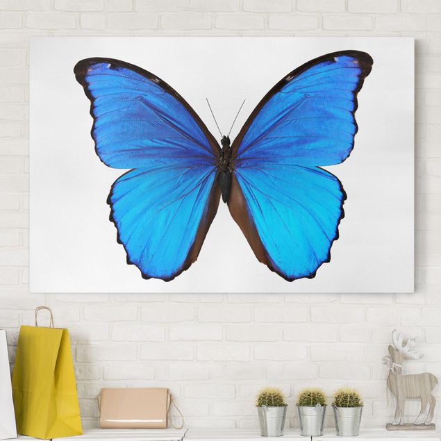 Quadri su tela con farfalle Morpho blu
