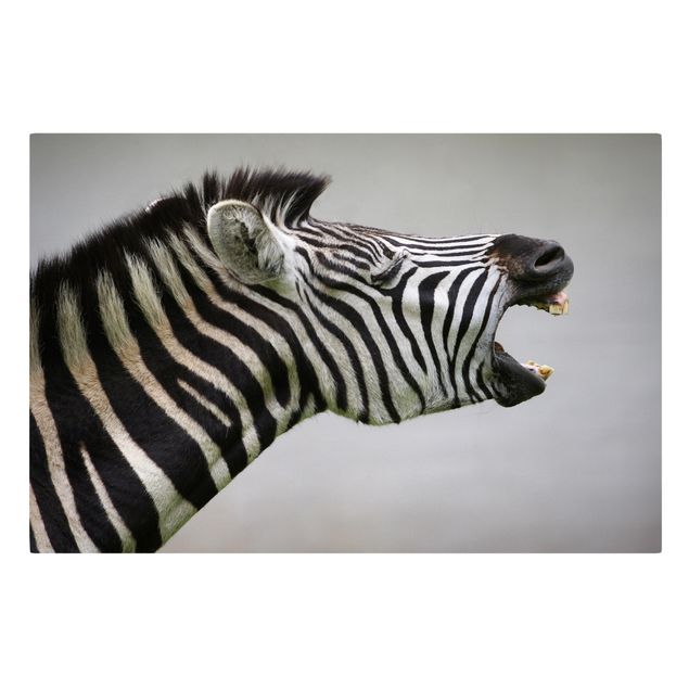 Quadri su tela animali Zebra ruggente