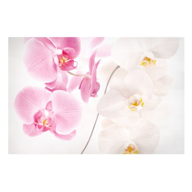 Quadri con fiori Orchidee delicate
