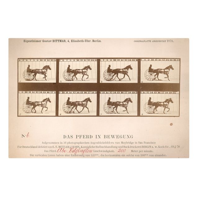 Quadro vintage Eadweard Muybridge - Il cavallo in movimento