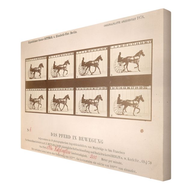 Riproduzioni quadri famosi Eadweard Muybridge - Il cavallo in movimento