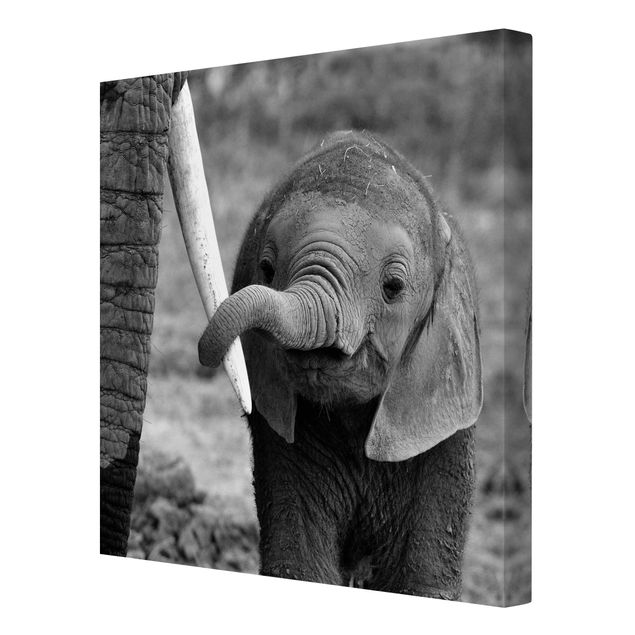 Quadri Elefantino