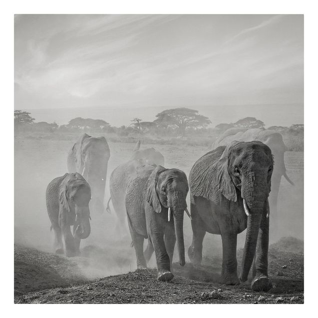 Quadri moderni   Branco di elefanti