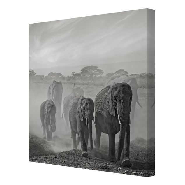 Quadri bianco e nero Branco di elefanti