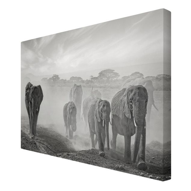 Quadri moderni bianco e nero Branco di elefanti