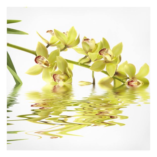 Quadri con fiori Eleganti acque di orchidea