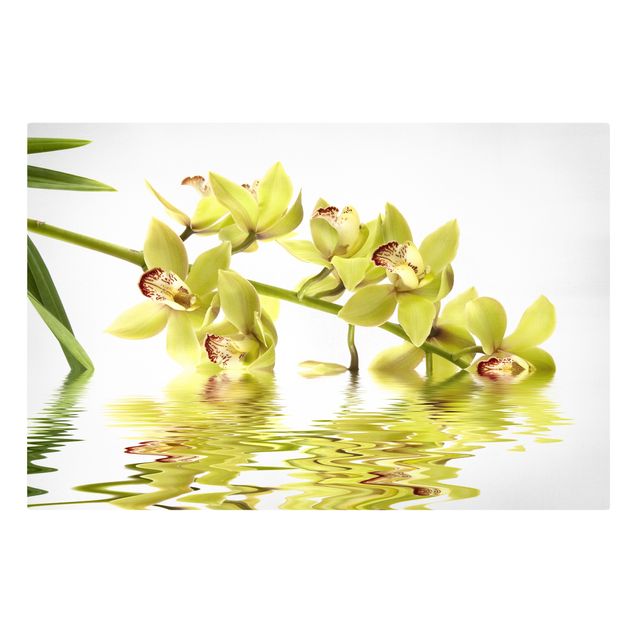 Quadri di fiori Eleganti acque di orchidea