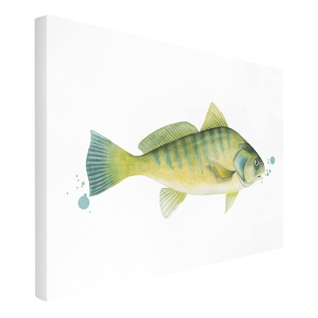 Quadro animali Colore Cattura - Pesce persico