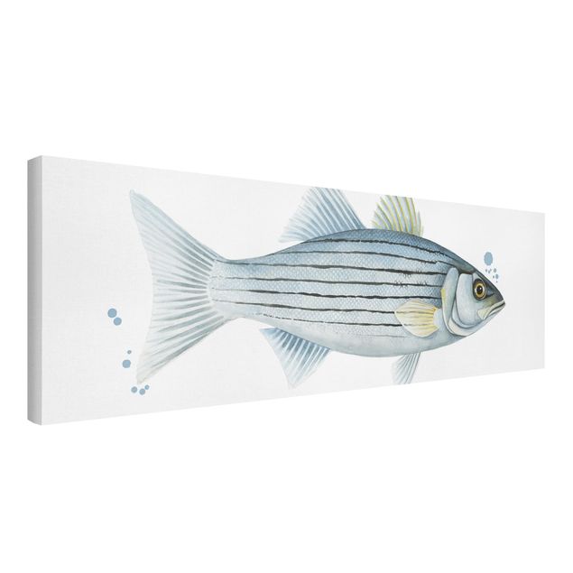 Quadro animali Pesca a colori - Persico bianco