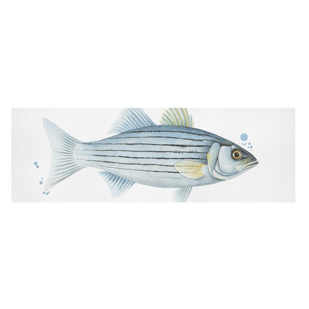 Stampe su tela animali Pesca a colori - Persico bianco