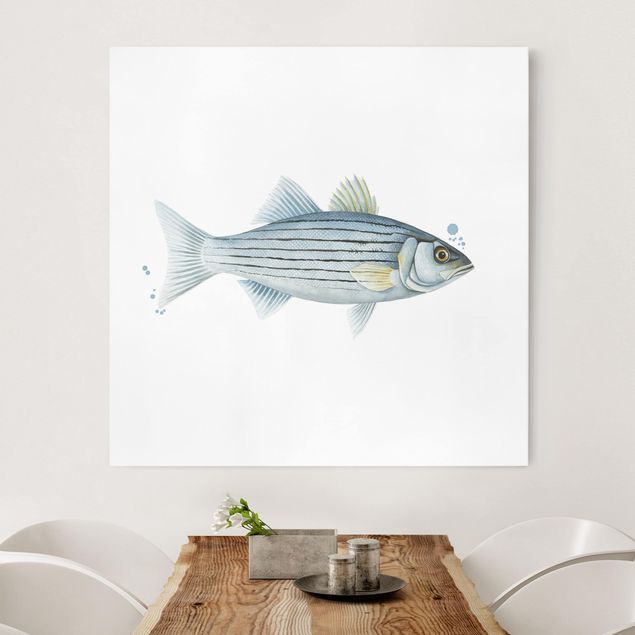 Quadro pesci Pesca a colori - Persico bianco