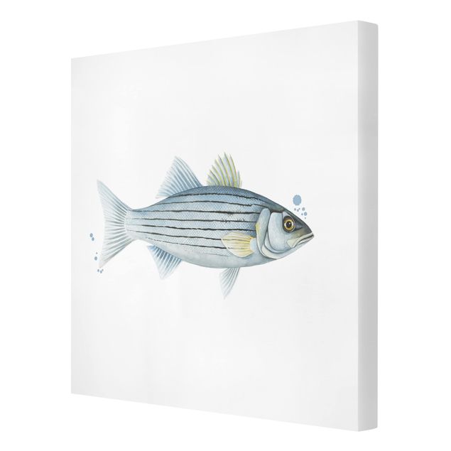 Stampe Pesca a colori - Persico bianco