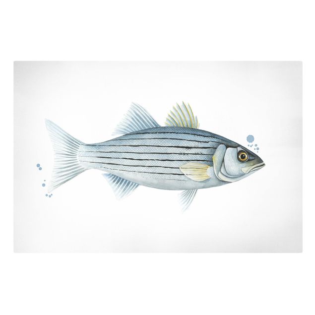 Quadro su tela animali Pesca a colori - Persico bianco