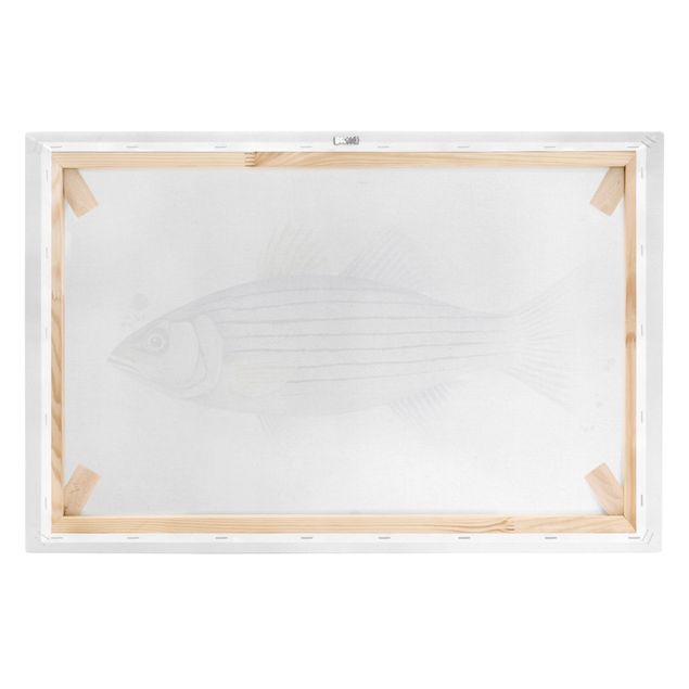 Stampa su tela Pesca a colori - Persico bianco