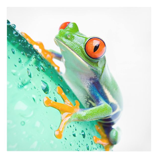 Stampe Frog